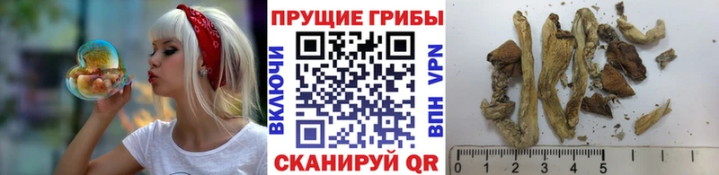 Псилоцибиновые грибы прущие грибы  Сланцы 